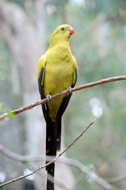 Erkek Vekil Papağan 'ın kuyruğu ve dış kenarları koyu mavi-siyah olan genel sarı bir görünüşü vardır. Sarı omuz bantları vardır ve küçük kırmızı bir bant kanat ortasından geçer ve sarı alt kanatları vardır. Geri döndü ve iç kanama başladı.