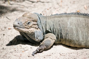 rhinoceros iguanas have large, heavy-bodied lizard with a uniform gray body; males have 3 horn-like protrusions on their head