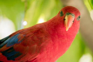 Kırmızı lory 'nin kırmızı bir vücudu var. Kanatlarında biraz mavi var.