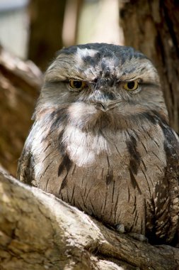 the tawny frog-mouth  plumage is mottled grey, white, black and rufous  the feather patterns help them mimic dead tree branches. they have bright yellow eyes.