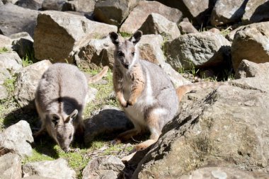 Sarı ayaklı kaya valabisi, gri renkten gri renge, açık renge boyanmış, siyah orta sırt çizgisi baş tacından arkaya doğru uzanır..