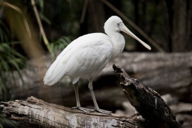 Kraliyet kaşığı, kaşığa benzeyen siyah gagalı büyük beyaz bir deniz kuşudur. Kraliyet kaşığının sarı kaşları ve siyah bacakları vardır.