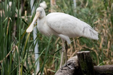 Sarı kaşık gagası, kaşığa benzeyen krema gagalı büyük beyaz bir deniz kuşudur. Sarı kaşık gagasının yüzünde açık mavi gözlü ince bir çizgi vardır.