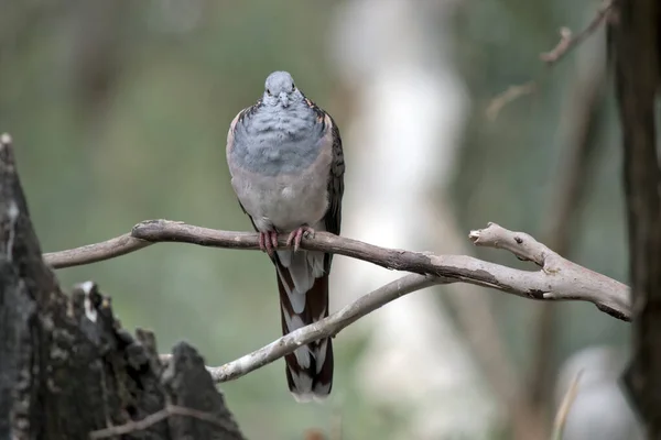 Çubuklu Güvercinlerin Mavi Gri Bir Kafası Boyun Üst Göğsü Vardır — Stok fotoğraf