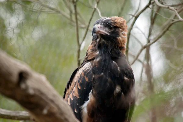 黑色的胸罩相当大 翅膀又宽又圆 脖子和尾巴又短 秃鹰的颜色也各不相同 从深褐色到浅褐色 都有深色的翼尖和细长的条状尾巴 — 图库照片