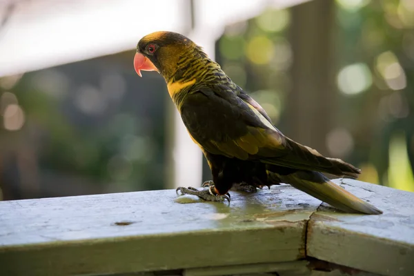 聊天室是一只长着橙色喙的黑黄相间的鸟 — 图库照片