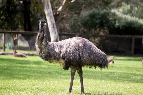 Side View Australian Emu Field — Stock Photo, Image
