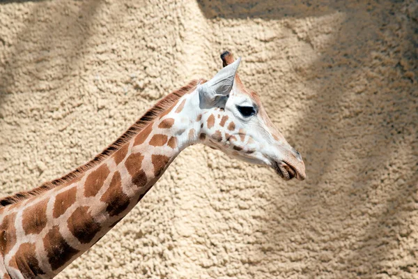 Mladá Žirafa Hnědé Skvrny Krémovém Pozadí Malé Rohy — Stock fotografie