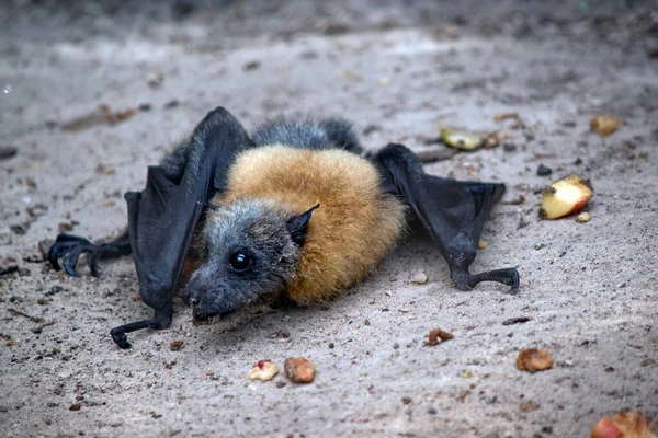 the fruit bat has a  woolly fur golden colored on the head, neck, shoulders, and sometimes back. Their wings are black and not furred. Flying-foxes or fruit bats feed mainly at night on nectar, pollen and fruit