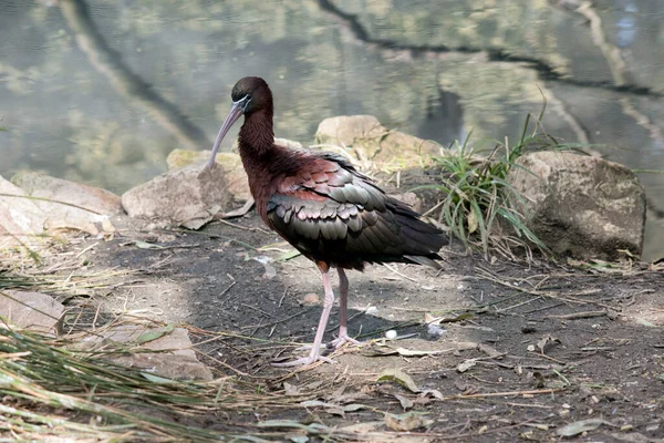 Side View Glossy Ibis — Stock Photo, Image