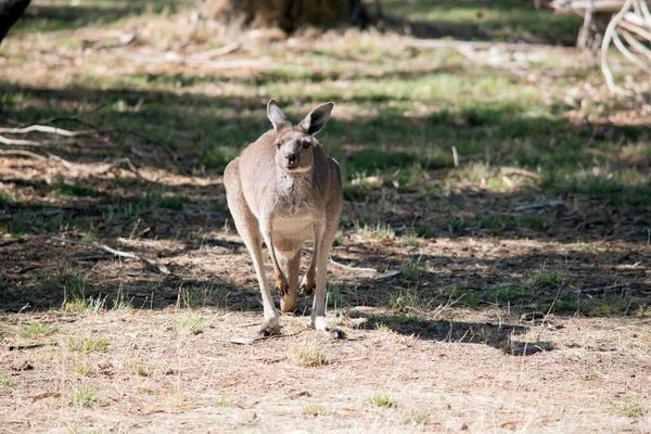 Kanguru Adası Kangurusu Nun Açık Kahverengi Bir Vücudu Göbeğinin Altında — Stok fotoğraf