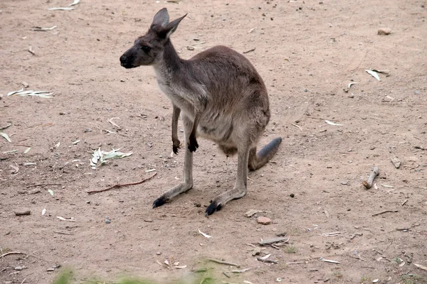 Kängurun Kangaroo Har Ljusbrun Kropp Med Vit Magen Har Också — Stockfoto