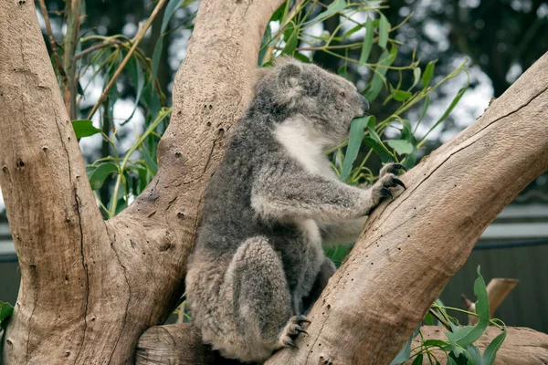 Koala Heeft Een Grote Neus Gebogen Ogen Witte Pluizige Oren — Stockfoto