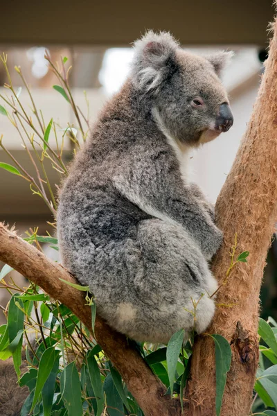 Koala Heeft Witte Pluizige Oren Bruine Ogen Een Grote Zwarte — Stockfoto
