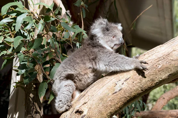 Koala Zijn Meestal Grijsbruin Van Kleur Met Witte Vacht Borst — Stockfoto