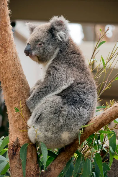 Koala Tiene Orejas Blancas Mullidas Ojos Marrones Una Gran Nariz — Foto de Stock