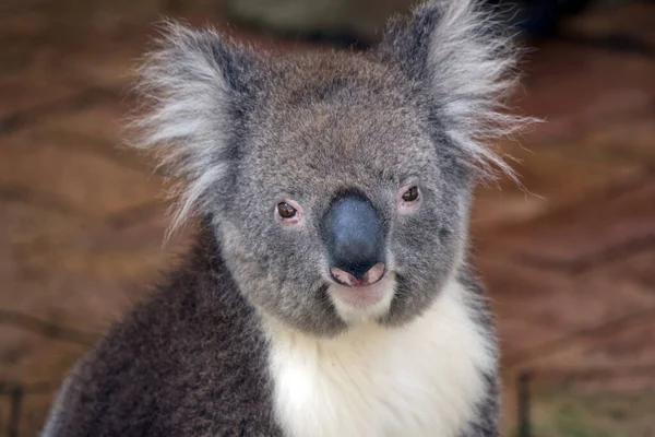 Koala Tem Uma Cabeça Redonda Grande Orelhas Peludas Grandes Nariz — Fotografia de Stock