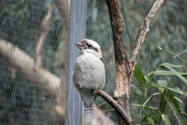 Kookaburra Hanno Una Testa Biancastra Caratterizzata Una Caratteristica Striscia Marrone — Foto Stock