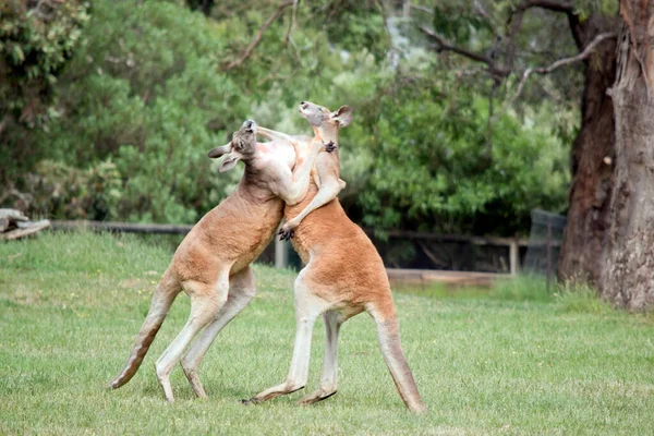 Dwóch Męskich Kangurów Kłóci Się Kto Skończy Samicami — Zdjęcie stockowe