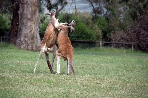 Dwóch Męskich Kangurów Kłóci Się Kto Skończy Samicami — Zdjęcie stockowe