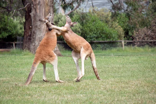 Les Deux Kangourous Mâles Battent Pour Savoir Qui Finira Par — Photo