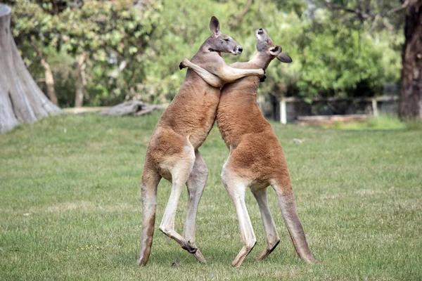 Two Male Red Kangaroos Fighting Dominant Position Mob — 스톡 사진