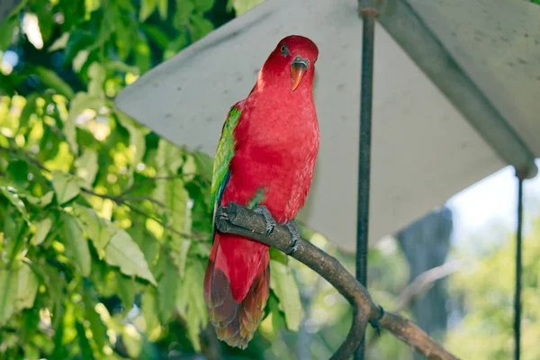 Красный Лори Имеет Красное Тело Зеленым Желтым Крыльях — стоковое фото