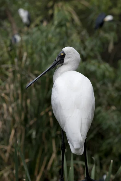 Espátula Real Gran Pájaro Marino Blanco Con Pico Negro Que —  Fotos de Stock