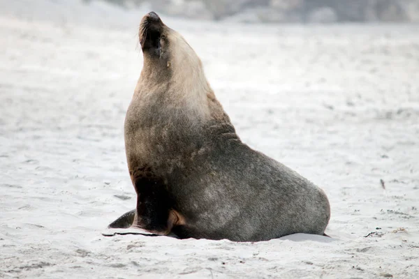 the male sea lion is a darker grey with white or golden hair on top