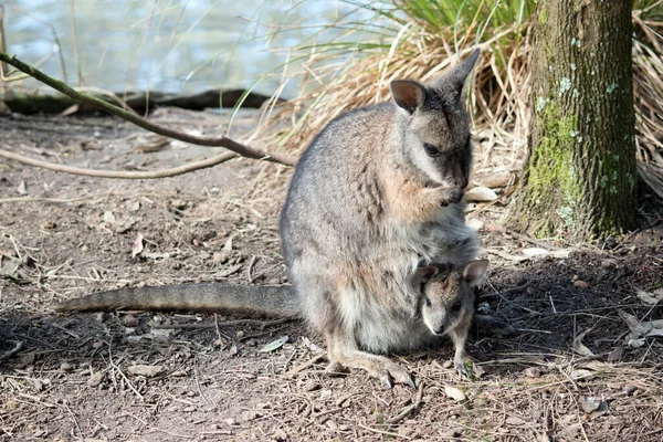 Das Tamar Wallaby Ist Ein Kleines Beuteltier Mit Grauem Fell — Stockfoto