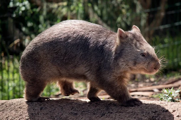 Wombat Común Tiene Una Cabeza Grande Contundente Con Ojos Orejas — Foto de Stock