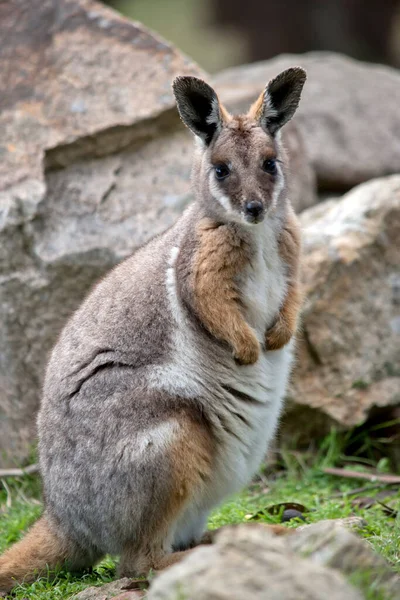 Yellow Footed Rock Wallaby Standing Its Rear Legs — стоковое фото