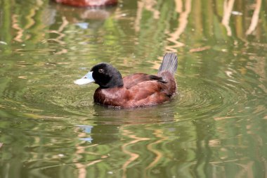 Erkek mavi gagalı ördeğin siyah bir kafası, koyu kahverengi bir vücudu ve kahverengi bir gagası vardır. Çiftleşme mevsiminde erkeğin gagası açık maviye döner ve ördeğe adını verir..