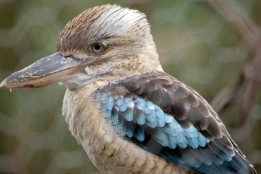 Mavi kanatlı Kookaburra büyük kare kafalı ve uzun gagalı büyük bir balıkçıdır. Ayırt edici soluk bir gözü var. Kafası açık beyaz, omuzları mavi, kahverengi çizgileri var.