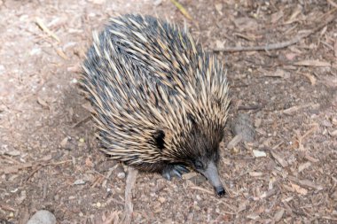 Ekidnanın kirpi gibi dikenleri, kuş gibi gagası, kanguru gibi kesesi vardır ve sürüngen gibi yumurtlar. Dikenli karıncayiyenler olarak da bilinir. Avustralya 'ya özgü küçük ve yalnız memelilerdir.