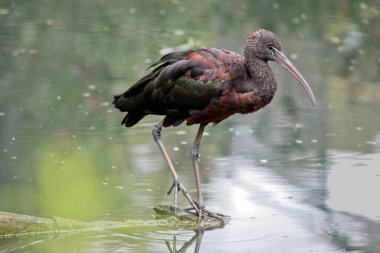 Parlak aynak boynu kırmızımsı-kahverengidir ve gövdesi bronz-kahverengidir. Kanatlarında metalik yanardöner bir parıltı vardır. Parlak Ibis 'in belirgin uzun, eğri büğrü bir gagası vardır. Rengi zeytin-kahverengidir..