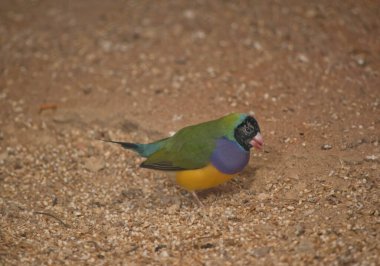 Gouldian ispinozu renkli bir kuştur. Siyah bir başı, yeşil kanatları, mor bir göğsü ve sarı bir göbeği vardır.