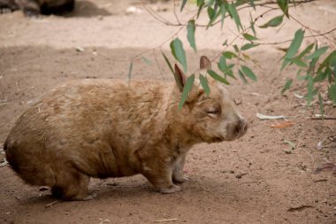 Kıllı burunlu wombatların daha yumuşak kürkleri, daha uzun ve sivri kulakları ve ince bıyıklarla daha geniş ağızlıkları vardır. Genellikle gececidirler ama kış sabahları ve öğleden sonraları güneşlenirler..