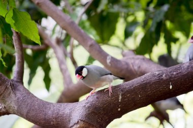 the java sparrow has a black head white cheeks red beak and grey wings