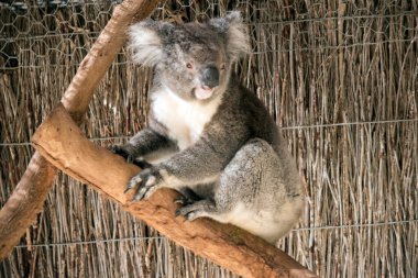 Koala 'nın büyük yuvarlak bir kafası, büyük tüylü kulakları ve büyük siyah bir burnu var. Kürkleri genellikle gri-kahverengidir. Göğsünde, iç kollarında, kulaklarında ve altında beyaz kürkleri vardır.