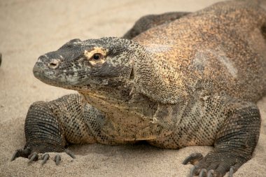 Komodo ejderhaları uzun kuyruklu, güçlü ve çevik boyunlu ve güçlü uzuvları olan büyük kertenkelelerdir. Yetişkinler, belirgin, büyük pulları olan neredeyse tek tip taştan bir renktir..