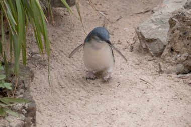 Küçük penguenler, küçük mavi penguenler veya peri penguenler uçamayan küçük siyah beyaz kuşlardır.