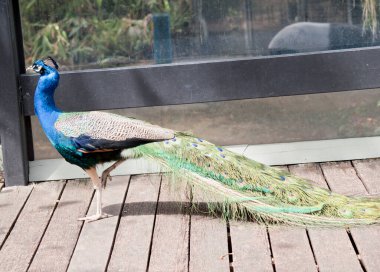 the male peacock has a blue head and neck and a very long colorful tail