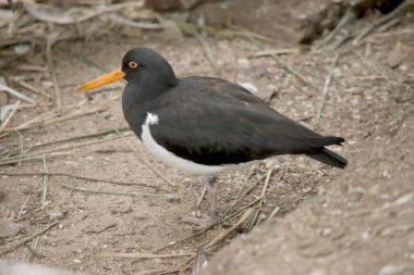 Fareli köyün istiridye yakalayıcısının siyah bir kafası ve at arabasının altında beyaz kanatları var. İnce turuncu bir gagası ve gözünün etrafında turuncu bir halkası var. 