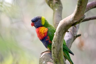 the rainbow lorikeet has green wings a blue head an orange beak and yellow on its chest