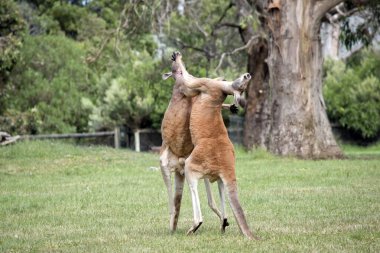 İki erkek kırmızı kanguru çetenin hakim konumu için savaşıyor.