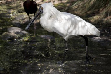 Kraliyet kaşığı gölde duran uzun bir su kuşudur.