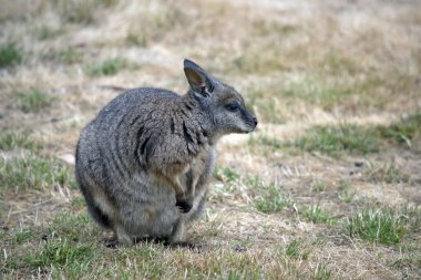 Tammar valabinin koyu grimsi üst kısımları, daha soluk alt kısımları, paslı kenarları ve uzuvları vardır. Tammar valabisinin yüzünde ve bıyıklarında beyaz çizgiler var.