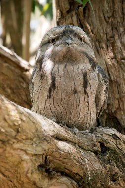 the tawny frog-mouth  plumage is mottled grey, white, black and rufous  the feather patterns help them mimic dead tree branches. they have bright yellow eyes.