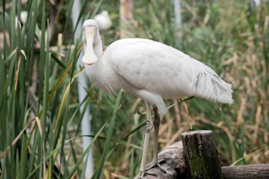 Sarı kaşık gagası, kaşığa benzeyen krema gagalı büyük beyaz bir deniz kuşudur. Sarı kaşık gagasının yüzünde açık mavi gözlü ince bir çizgi vardır.
